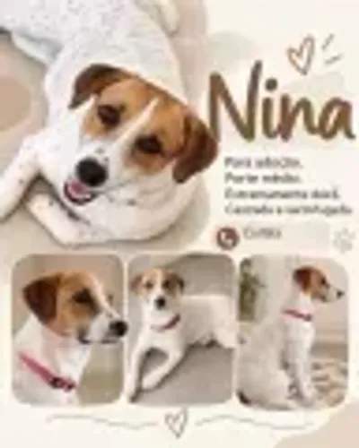 Linda cadela para Adoção (Castrada e vermifugada)