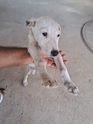 Doação de cachorro 