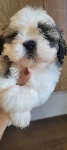Filhote de Shihtzu pronta entrega