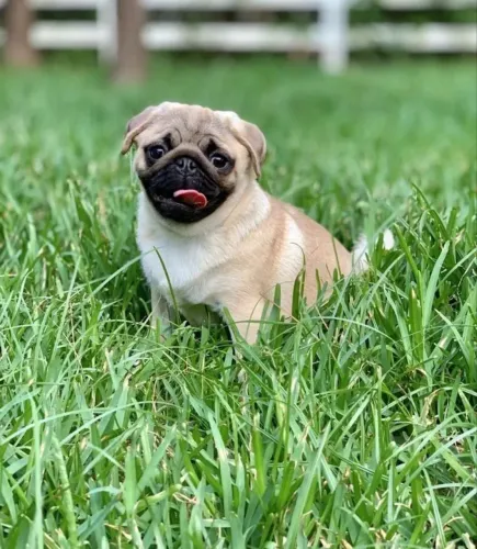 Pug seu eterno companheiro ! Adquira com segurança 