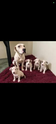 Pit bull- filhotes