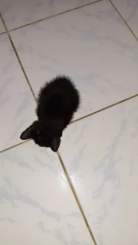 Gato preto 