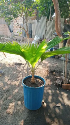 Palmeira leque