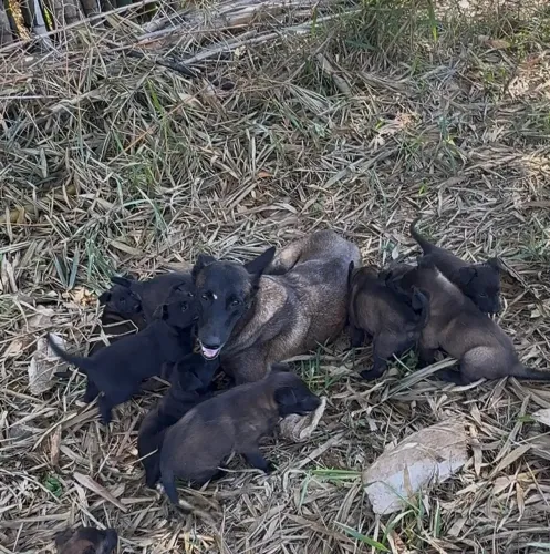 Filhotes Pastor belga malinois