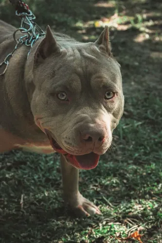 Filhote macho de pitmonster (Brazilian Bull ou Monster Bull)