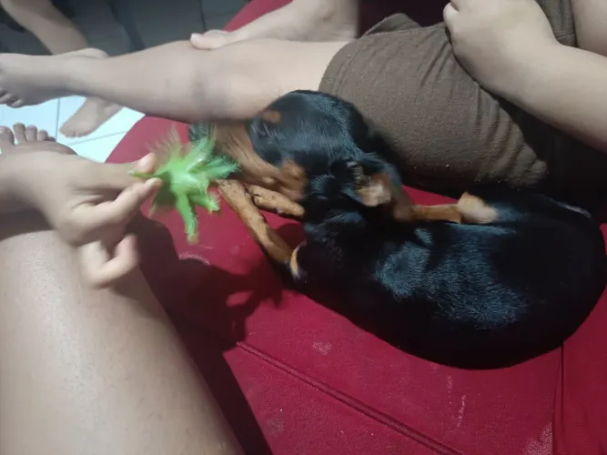 Vendo pinscher filhote número 1 macho