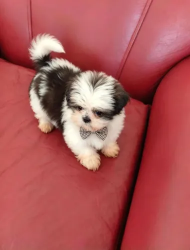 Vende-se filhotes de Shih-Tzu ZAP *