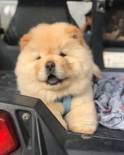 Filhotes De Chow Chow - Prepare-se Para Uma Dose Diária De Fofura E Amor!