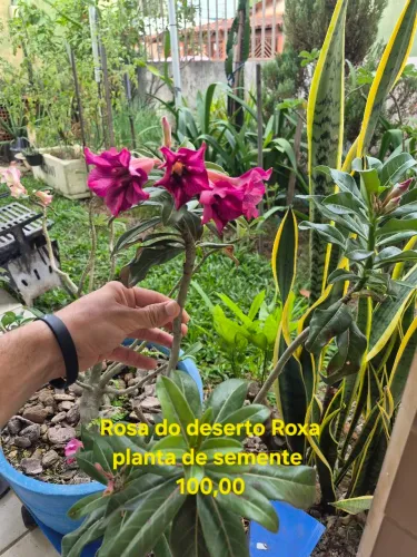Rosas do deserto raras 