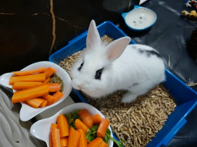 Coelho mini