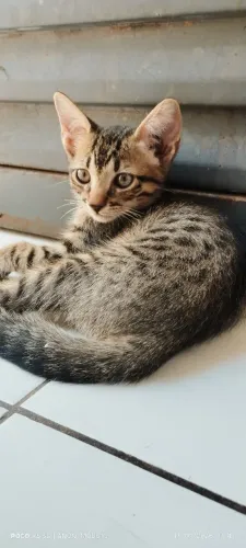 Gatinhos para adoção 