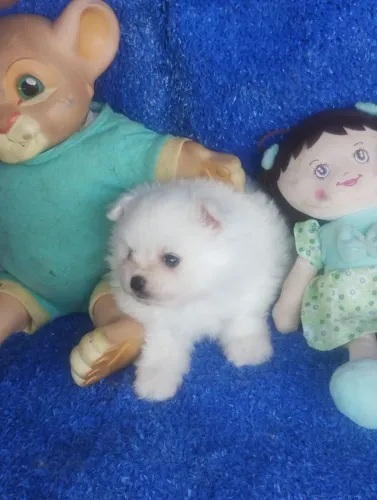 Lulu da Pomerânia Anão com pedigree