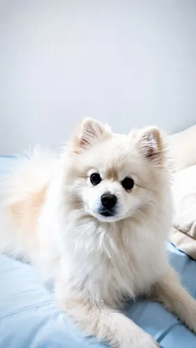 Lulu da Pomerânia disponível