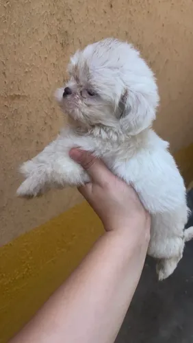 Shitzu