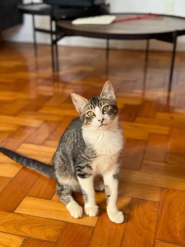 Gatinhos para adoção