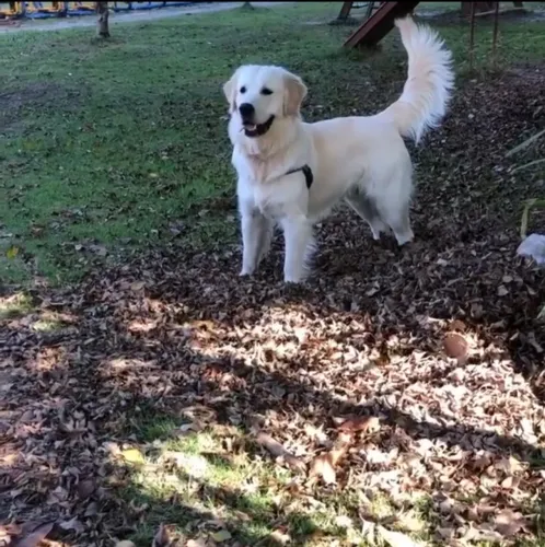 GOLDEN RETRIVER LINHAGEM ESPECIAL