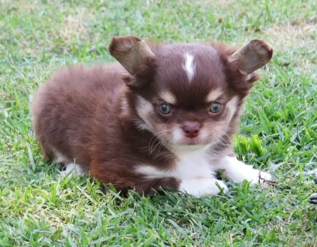 Chihuahua Minúsculos Pêlo longo e Curto. Valores diferentes devido a Cor e pelagem 