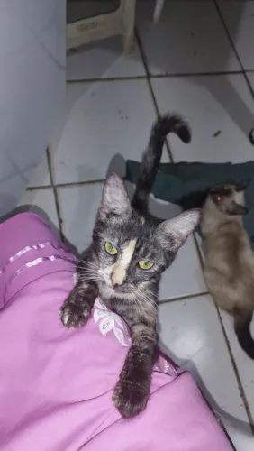 Filhote de gato prá adoção