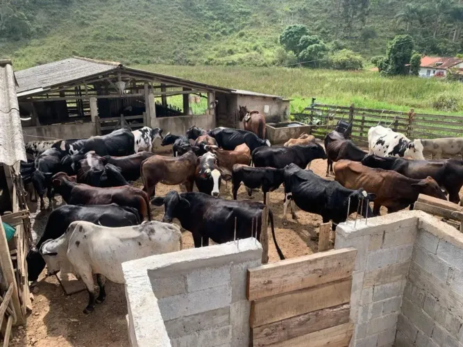 Vacas