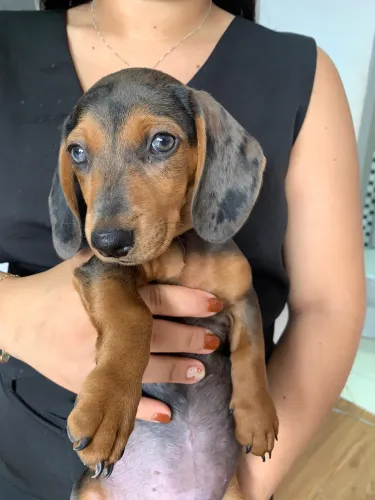 Procuro moça chamada Karina Morais Carvalho que me vendeu um filhote de salsicha em 09/25