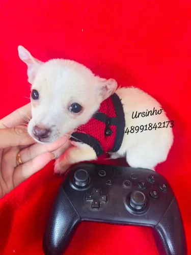 Lindos filhotes machinhos de pinscher 