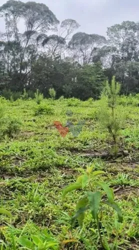 Terreno Rural 17 Alqueires à Venda Próximo a Campo Largo Plantação de Pinus e Eucalipto