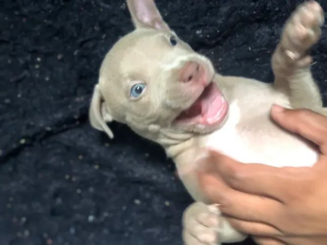 Filhote de pitbull