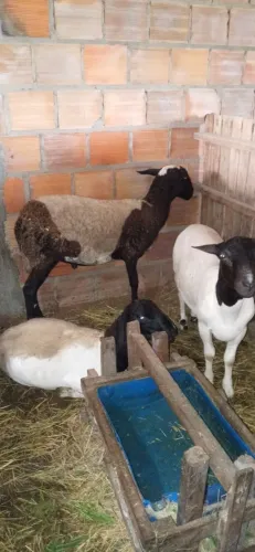 Tres lindos borregos reprodutores à venda