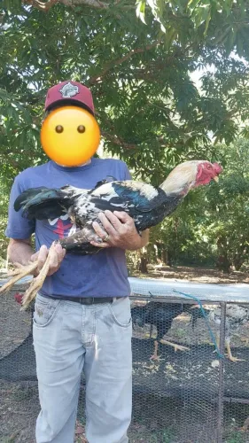 Índio Gigante: O Bruto do Terreiro (Galo e Galinha)