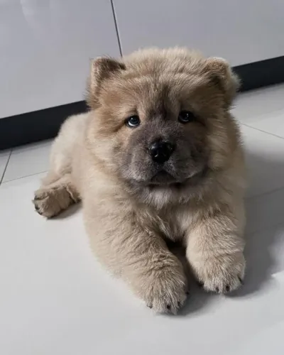 Lindos Filhotes de Chow Chow | Prontos Para Encontrar Uma Família