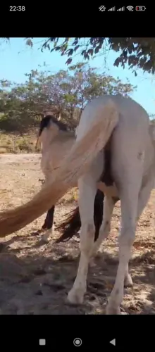 Dois Cavalos