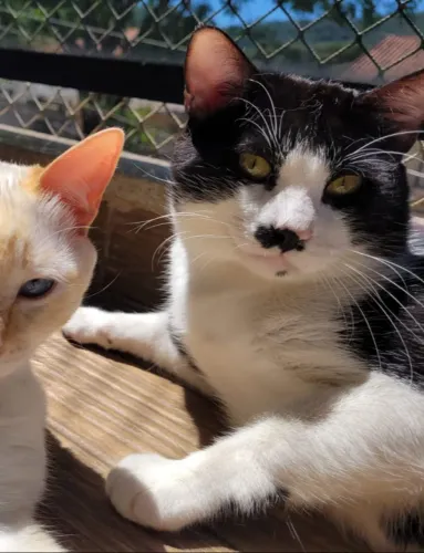 Gato frajola para adoção - castrado/vacinado - São Paulo (ZN)