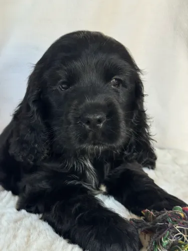 Cocker Spaniel Inglês