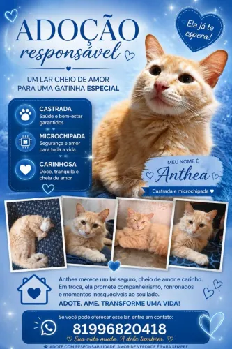 Adoção responsável de uma gatinha