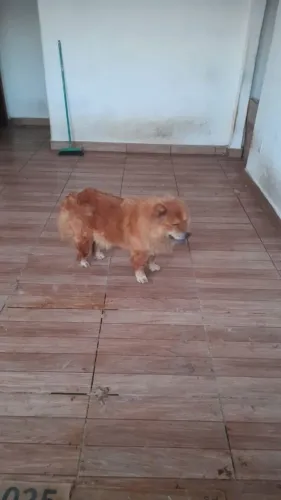Cachorro para doação