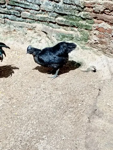 Galinhas Chinesas