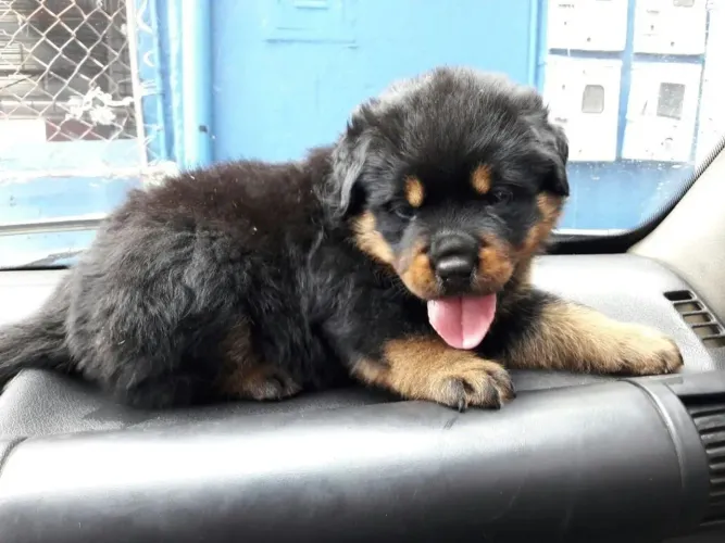 Rottweiler Esse pequeno peludo quer fazer parte da sua vida
