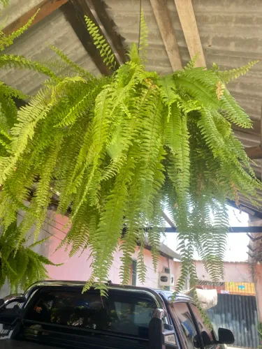 Vende - se plantas (samambaias, rosa do deserto e palmeirinha)