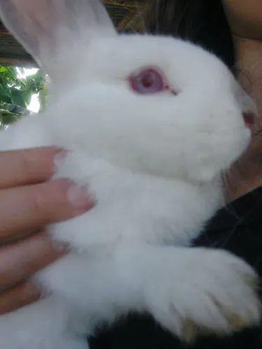 Mini Coelho Himalaio branco e cinza - Um dengo muito amoroso