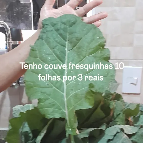 Tenho 200 folhas de couve 10 folhas por 3 reais 