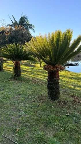 Cica revoluta