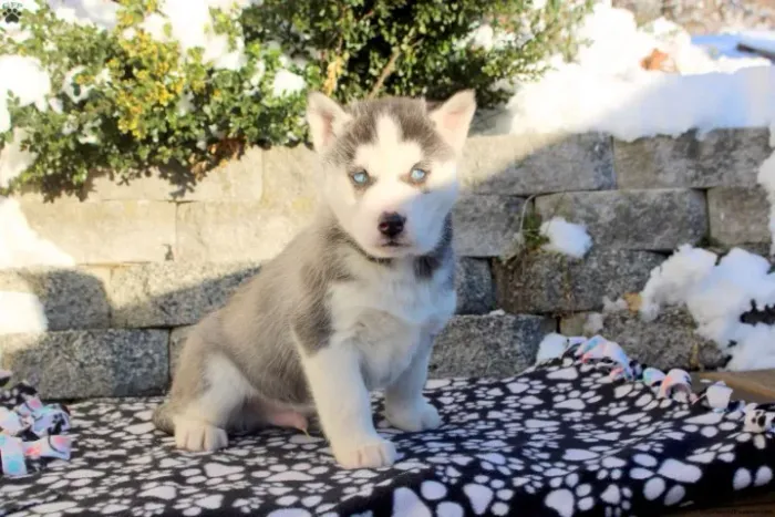 Neném Husky Siberiano energetico e muito saudavel