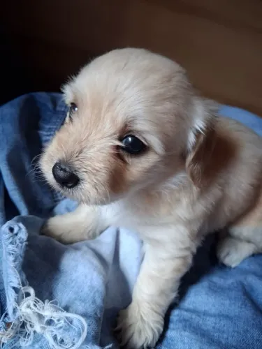 Vendo Poodle