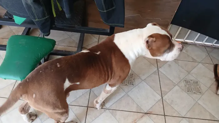 Pit bull