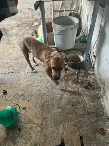 doação cachorro pit 