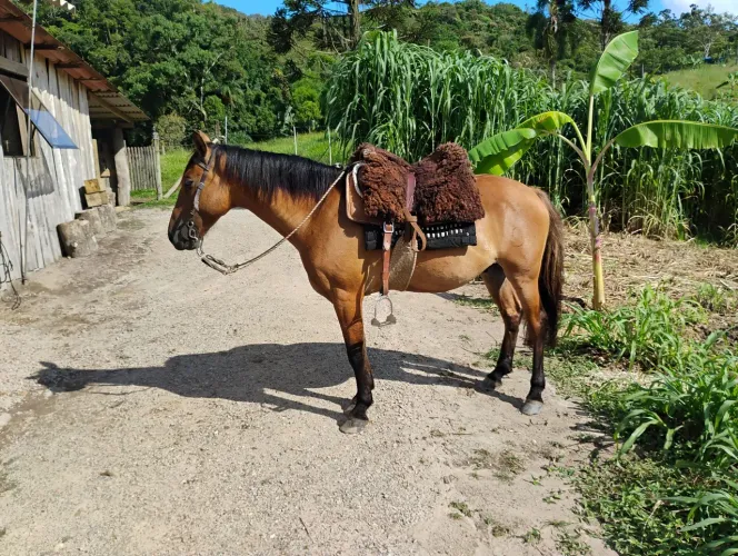 Cavalo crioulo