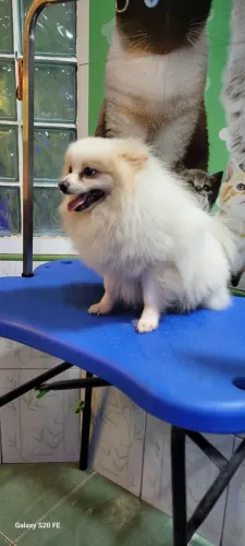 Spitz Alemão (Lulu da Pomerânia)