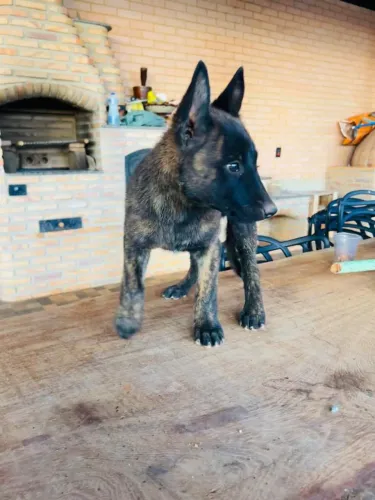 Filhotes pastor belga malinois