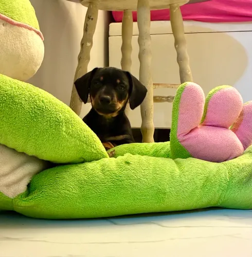 Vende-se filhote de dachshund (salsicha)