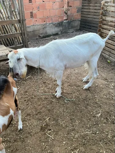 Vendo duas cabras  com média de 4 quilos de leite cada e um bode reprodutor 